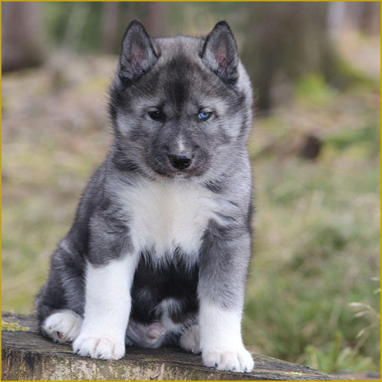 Siberian Husky Nordic Fire