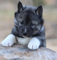 Siberian Husky Nordic Fire