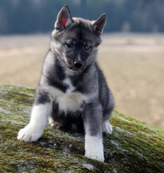 Siberian Husky Nordic Fire