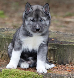 Siberian Husky Nordic Fire