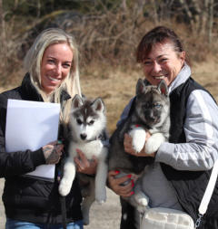 Siberian Husky Nordic Fire