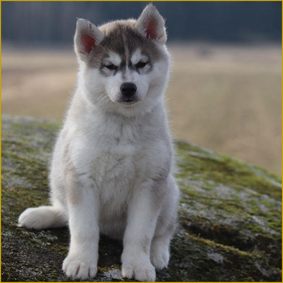 Siberian Husky Nordic Fire