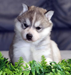 Siberian Husky Nordic Fire