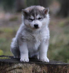 Siberian Husky Nordic Fire