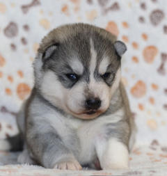 Siberian Husky Nordic Fire