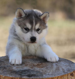 Siberian Husky Nordic Fire