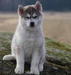 Siberian Husky Nordic Fire