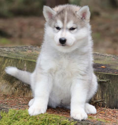 Siberian Husky Nordic Fire