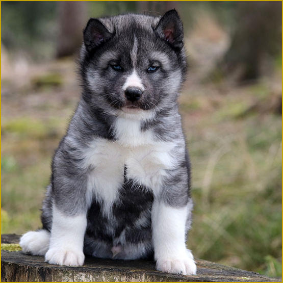 Siberian Husky Nordic Fire