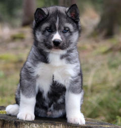 Siberian Husky Nordic Fire