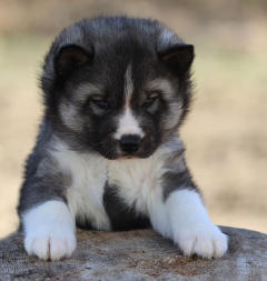 Siberian Husky Nordic Fire