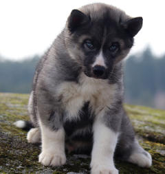 Siberian Husky Nordic Fire