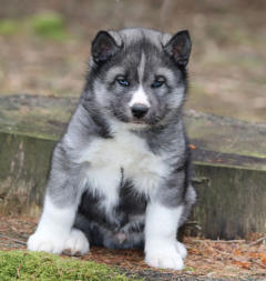 Siberian Husky Nordic Fire