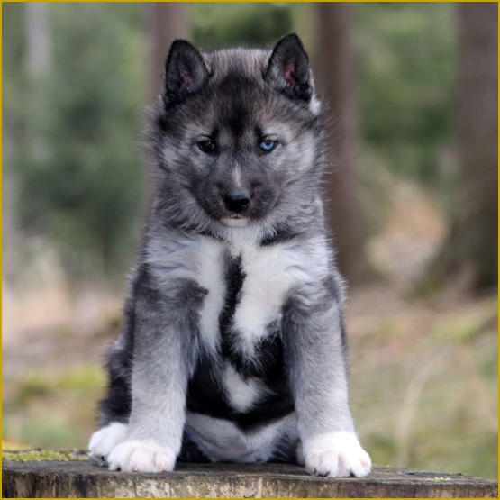 Siberian Husky Nordic Fire