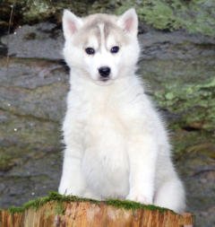 Siberian Husky Nordic Fire