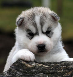 Siberian Husky Nordic Fire