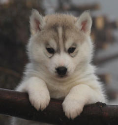 Siberian Husky Nordic Fire