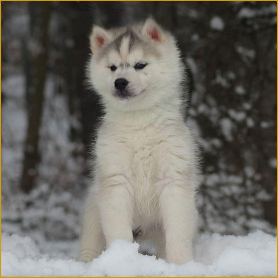 Siberian Husky Nordic Fire