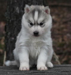 Siberian Husky Nordic Fire