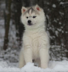 Siberian Husky Nordic Fire