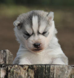 Siberian Husky Nordic Fire