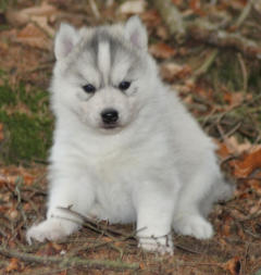 Siberian Husky Nordic Fire