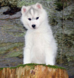 Siberian Husky Nordic Fire