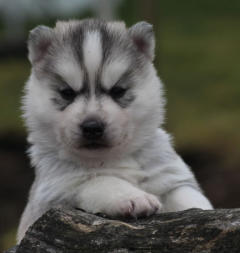 Siberian Husky Nordic Fire