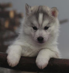 Siberian Husky Nordic Fire