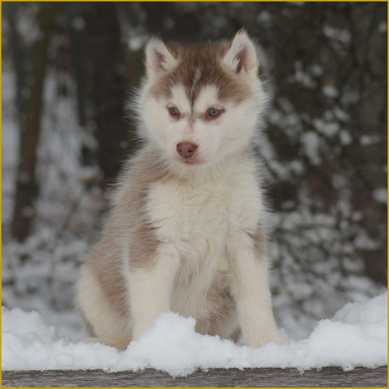 Siberian Husky Nordic Fire