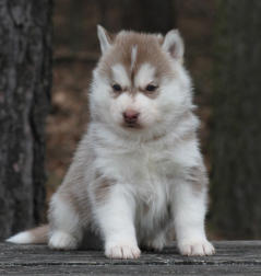 Siberian Husky Nordic Fire