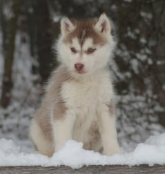 Siberian Husky Nordic Fire