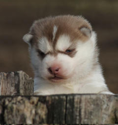 Siberian Husky Nordic Fire