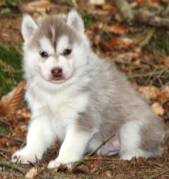 Siberian Husky Nordic Fire