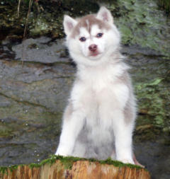 Siberian Husky Nordic Fire