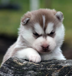 Siberian Husky Nordic Fire