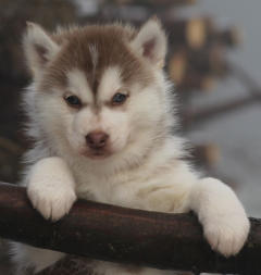 Siberian Husky Nordic Fire