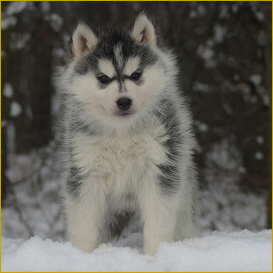 Siberian Husky Nordic Fire