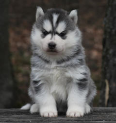 Siberian Husky Nordic Fire