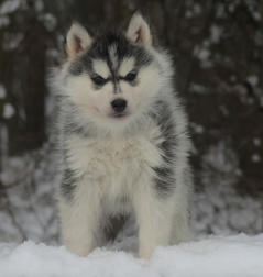 Siberian Husky Nordic Fire