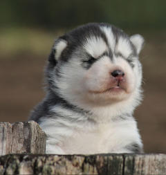 Siberian Husky Nordic Fire