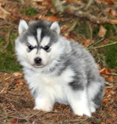 Siberian Husky Nordic Fire