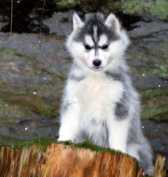 Siberian Husky Nordic Fire