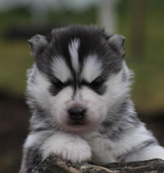 Siberian Husky Nordic Fire