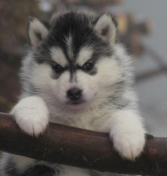 Siberian Husky Nordic Fire