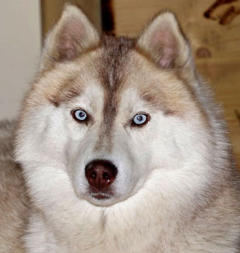 Siberian Husky Nordic Fire