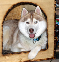 Siberian Husky Nordic Fire