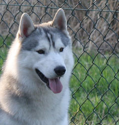 Siberian Husky Nordic Fire