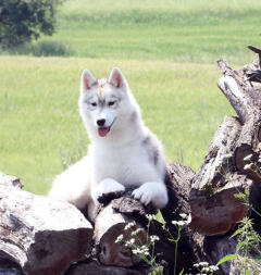 Siberian Husky Nordic Fire