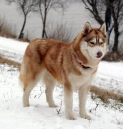 Siberian Husky Nordic Fire